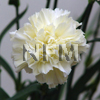 wholesale cream carnations-nationalflowermart.com